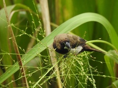 Lonchura leucogastroides