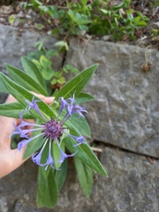 Centaurea montana