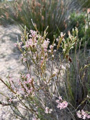 Struthiola ciliata