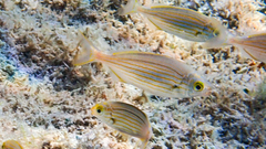 Sarpa salpa