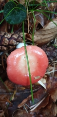 Russula