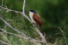 Centropus superciliosus burchellii