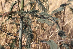 Acacia dealbata