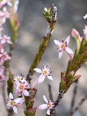 Struthiola ciliata