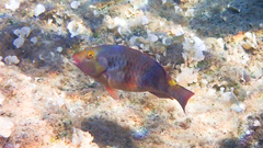 Sparisoma cretense