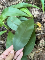 Clintonia umbellulata