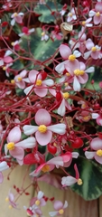 Begonia cleopatrae