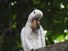 Cacatua goffiniana × Cacatua sulphurea