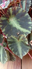 Begonia cleopatrae