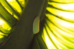 Ormenaria rufifascia