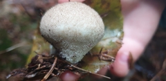 Lycoperdon