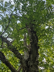 Betula cordifolia