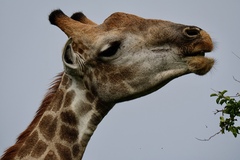 Giraffa camelopardalis giraffa