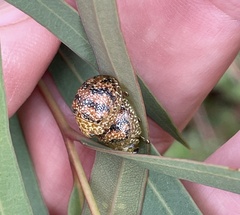 Paropsis obsoleta