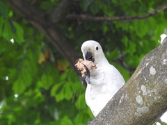 Cacatua goffiniana × Cacatua sulphurea