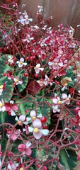 Begonia cleopatrae