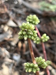 Crassula clavata