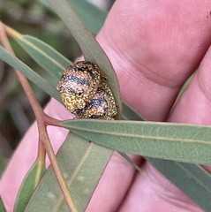 Paropsis obsoleta