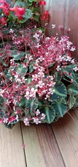 Begonia cleopatrae