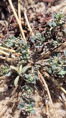 Corrigiola litoralis