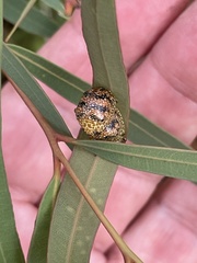Paropsis obsoleta