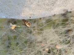 Frontinella pyramitela