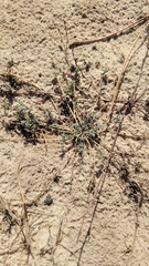 Corrigiola litoralis