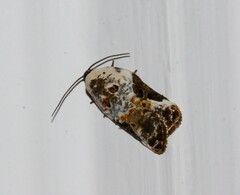 Acleris nivisellana