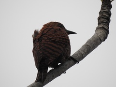 Micropternus brachyurus