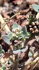 Corrigiola litoralis