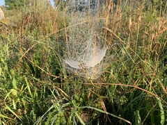 Frontinella pyramitela