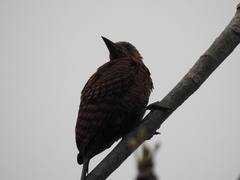 Micropternus brachyurus