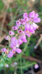 Erica cinerea
