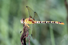 Erpetogomphus designatus