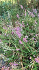 Erica cinerea