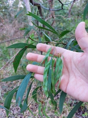 Acacia falcata