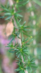 Erica cinerea