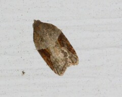 Acleris macdunnoughi