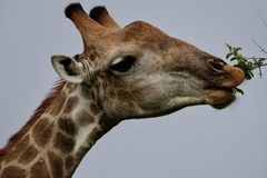 Giraffa camelopardalis giraffa