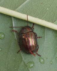 Chrysolina americana