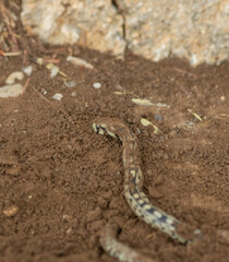 Zamenis scalaris