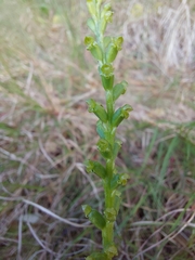 Microtis parviflora