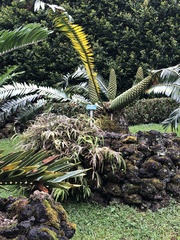 Encephalartos chimanimaniensis
