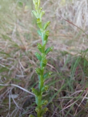 Microtis parviflora