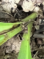 Clintonia umbellulata
