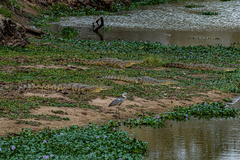 Ardea cinerea cinerea