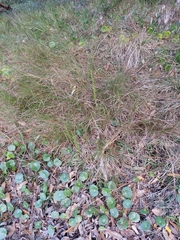 Microtis parviflora