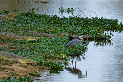 Ardea cinerea cinerea