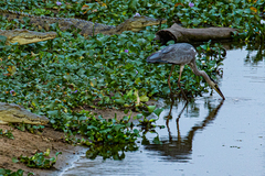 Ardea cinerea cinerea