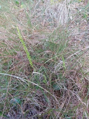 Microtis parviflora